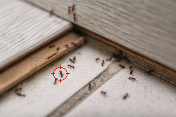 Best Local Pest Control Services  in Port Hueneme, CA
