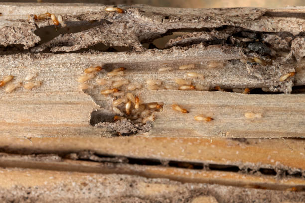 Best Termite Control Services  in Port Hueneme, CA